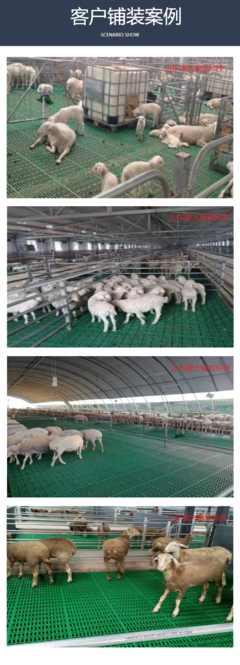 現代化養(yǎng)羊新選擇 高強度畜牧產床、高架床與糞板施工全解析